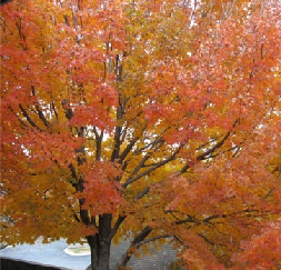 autumntree2.png